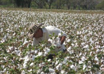 Apoyarán a productores de algodón