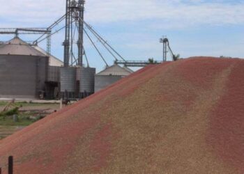 Logra Distrito 025, buenos rendimientos de sorgo