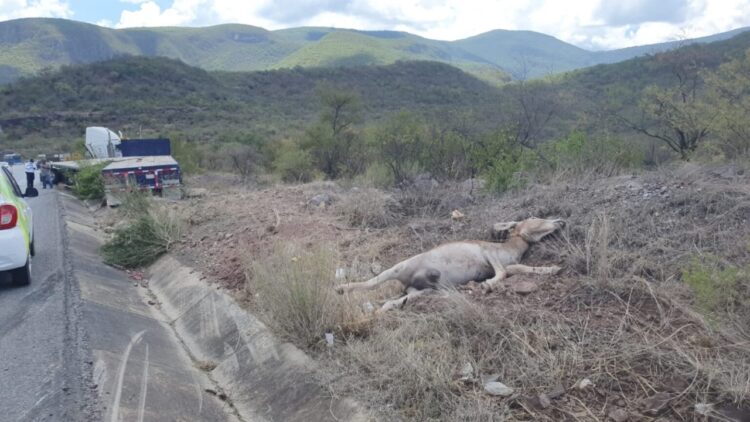 Trailer sale de la carretera tras arrollar a un burro