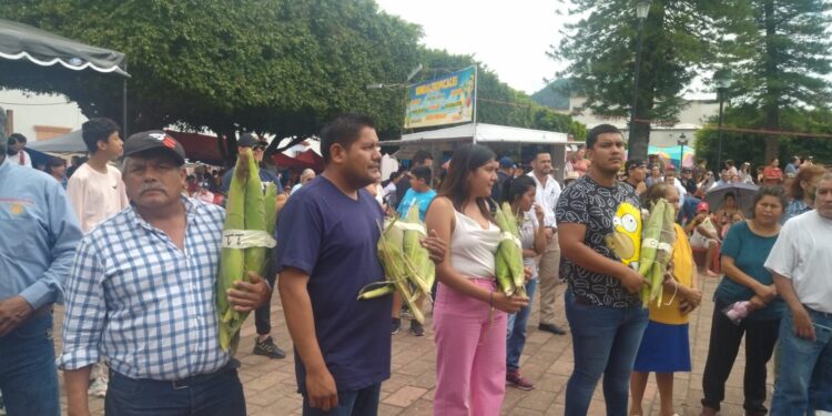 Cosechan en Jala, Nayarit elotes de 43 centímetros en 39 concurso estatal