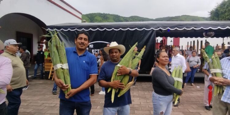 Cosechan en Jala, Nayarit elotes de 43 centímetros en 39 concurso estatal