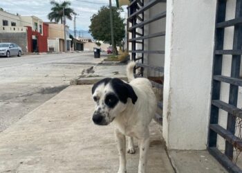 Se llama “Pirata”, su dueño Jonathan García lo abandonó en Nueva Aurora