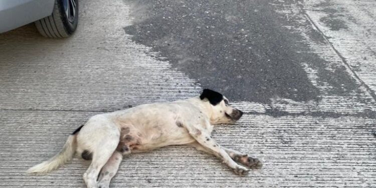 Se llama “Pirata”, su dueño Jonathan García lo abandonó en Nueva Aurora