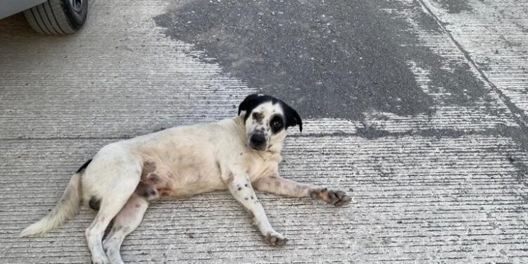 Se llama “Pirata”, su dueño Jonathan García lo abandonó en Nueva Aurora