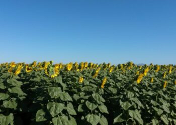 Impulsan cultivos de nopal, avena, sorgo y girasol en Distrito 025 de Tamaulipas, por sequía