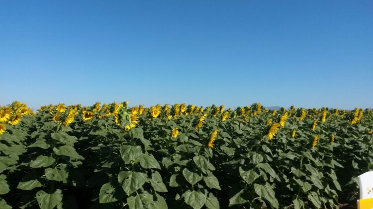 Impulsan cultivos de nopal, avena, sorgo y girasol en Distrito 025 de Tamaulipas, por sequía
