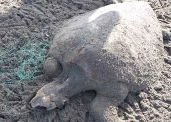 Aparecen más de 200 tortugas muertas en Puerto Arista, Tonalá