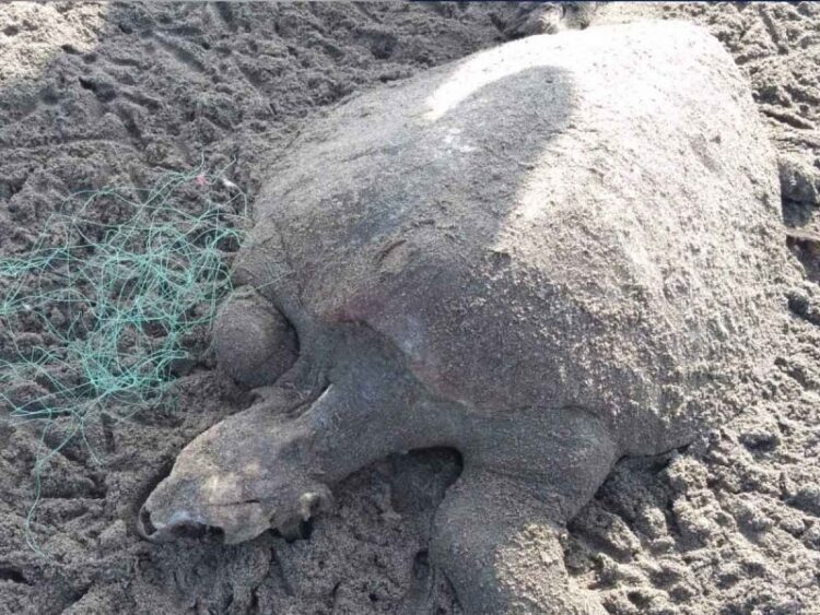 Aparecen más de 200 tortugas muertas en Puerto Arista, Tonalá
