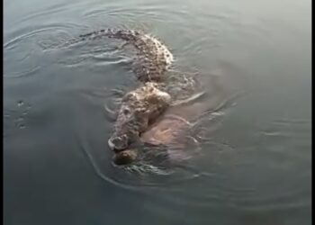 Cocodrilo mata a bañista en Laguna del Carpintero
