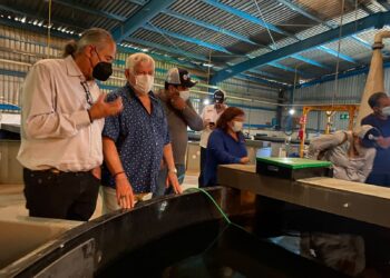 Apuestan a maricultura para contribuir con alimentos sanos y baratos