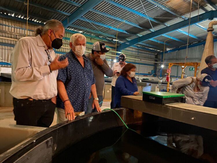 Apuestan a maricultura para contribuir con alimentos sanos y baratos