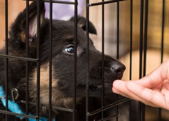 Cuidaba más de 300 perros, lo encuentran culpable de crueldad animal