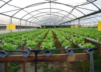 Agricultura protegida ubica a México entre los principales productores de frutas y hortalizas