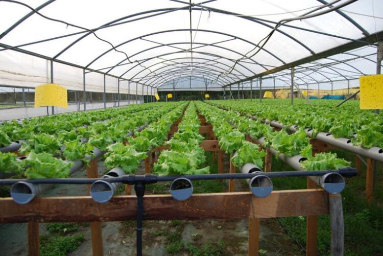 Agricultura protegida ubica a México entre los principales productores de frutas y hortalizas