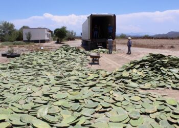Establecerán viveros de nopal forrajero en Tamaulipas ante escasez hídrica