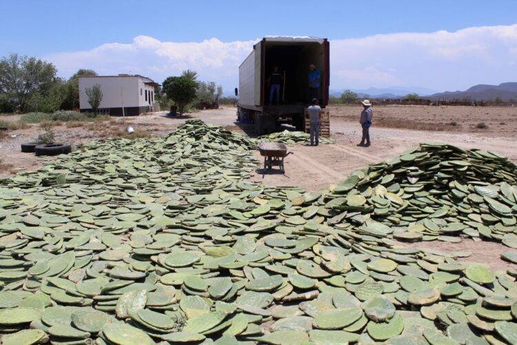 Establecerán viveros de nopal forrajero en Tamaulipas ante escasez hídrica