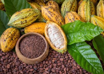 Día Nacional del Cacao y Chocolate, oportunidad para revalorar riqueza prehispánica