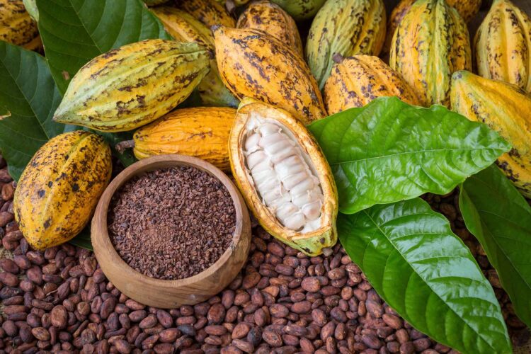 Día Nacional del Cacao y Chocolate, oportunidad para revalorar riqueza prehispánica