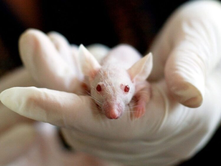 Científicos chinos modifican los genes de un ratón; crean algo llamado pequeño bambú