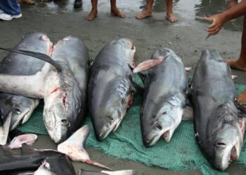 Cuatro mexicanos detenidos por pesca ilegal de tiburones en  costa texana