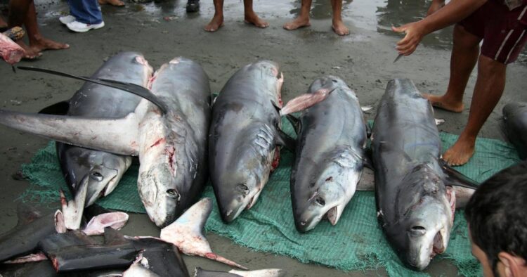 Cuatro mexicanos detenidos por pesca ilegal de tiburones en  costa texana