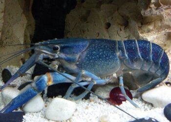 Detectan especie invasiva de cangrejo de rio en Brownsville