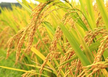 Tamaulipas en el “Top 10” en la producción de arroz