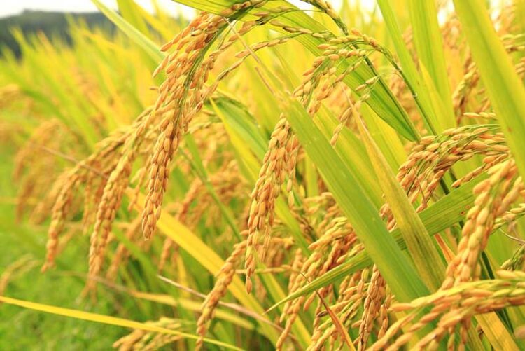 Tamaulipas en el “Top 10” en la producción de arroz