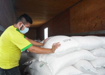 Apoya Segalmex a comunidades con maíz blanco  a $6.50 kilo en tiendas Diconsa