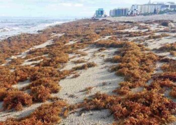 Sargazo llega a su mayor nivel histórico en Atlántico