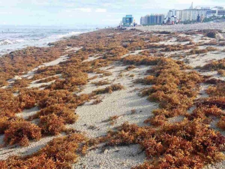 Sargazo llega a su mayor nivel histórico en Atlántico