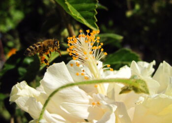 Apicultores piden a Ayuntamientos a establecer viveros con plantas endémicas