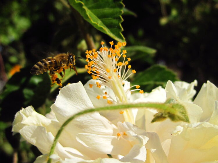 Apicultores piden a Ayuntamientos a establecer viveros con plantas endémicas