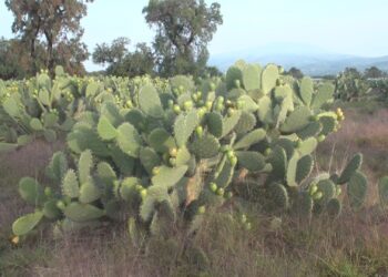 Garantizada la oferta de tuna en México, se produce en 16 estados