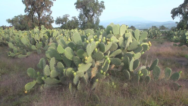 Garantizada la oferta de tuna en México, se produce en 16 estados
