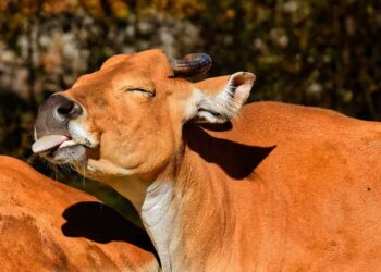 Vaca provoca accidente en carretera de Veracruz; mueren seis personas