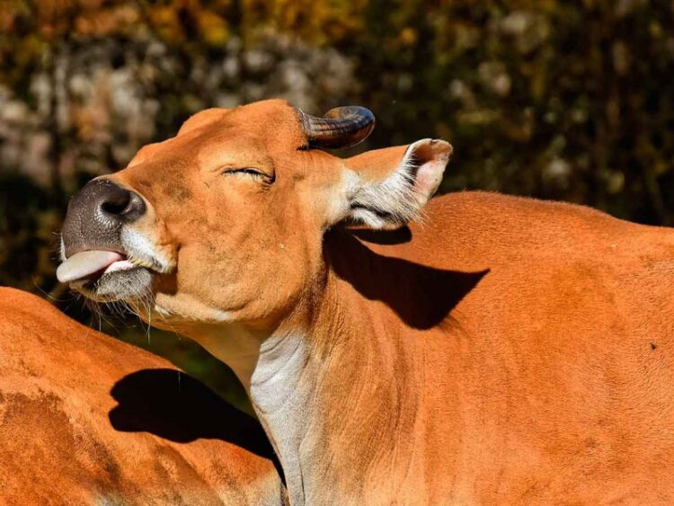 Vaca provoca accidente en carretera de Veracruz; mueren seis personas