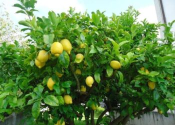Aumenta en la zona citrícola superficie de limón