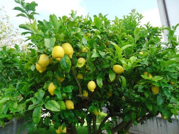 Aumenta en la zona citrícola superficie de limón