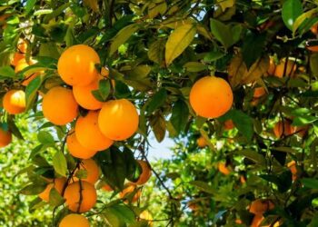 Causa sequía desplome de producción de naranja