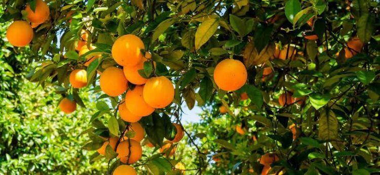 Causa sequía desplome de producción de naranja