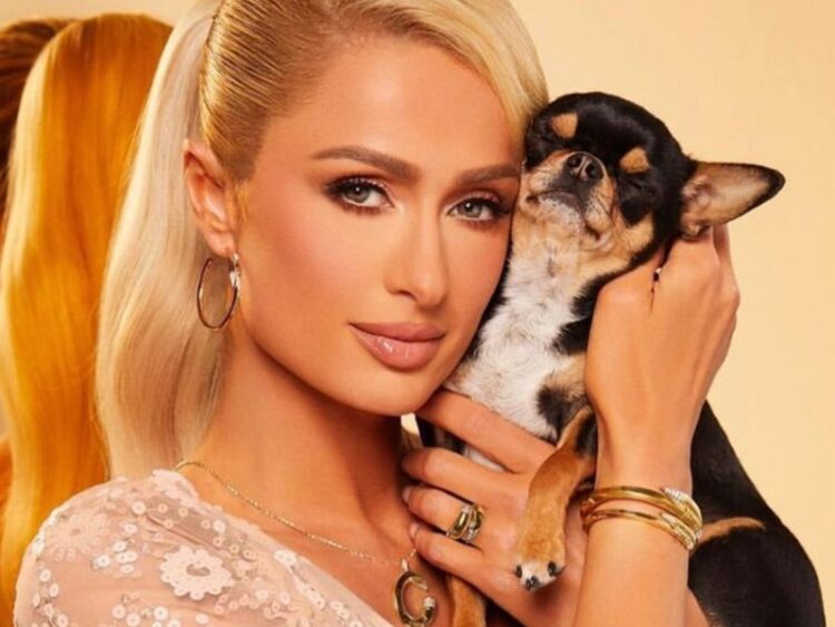 Paris Hilton perdió a su perro chihuahua y ofrece recompensa