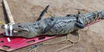 Cocodrilo paraliza tránsito en  Altamira, Tamaulipas
