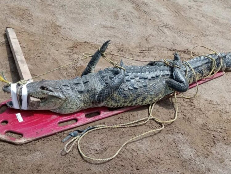 Cocodrilo paraliza tránsito en  Altamira, Tamaulipas