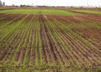 Prevén sembrar 896 mil hectáreas en ciclo Otoño-Invierno en Tamaulipas