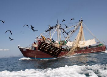 Levantan veda del camarón en el Golfo de México y mar Caribe