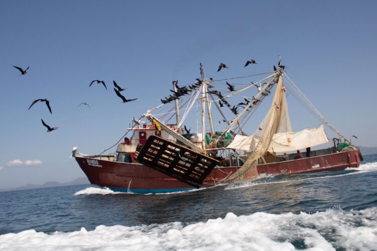 Levantan veda del camarón en el Golfo de México y mar Caribe