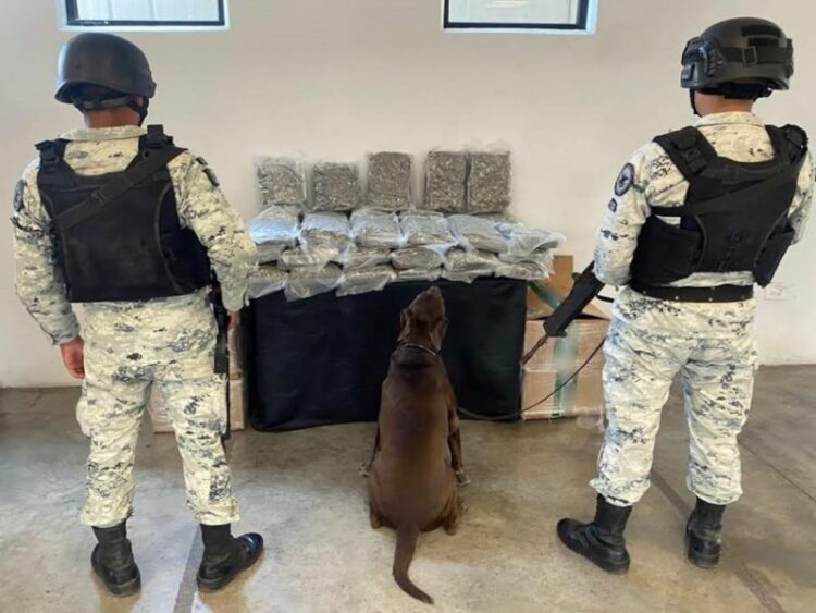 Aseguran mariguana en empresa de paquetería de NL, su destino era Tamaulipas