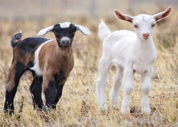 Comercializan 20 mil cabritos anualmente en Nuevo León