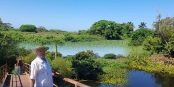 Lirio acuático afecta  al sistema lagunario del sur de Tamaulipas